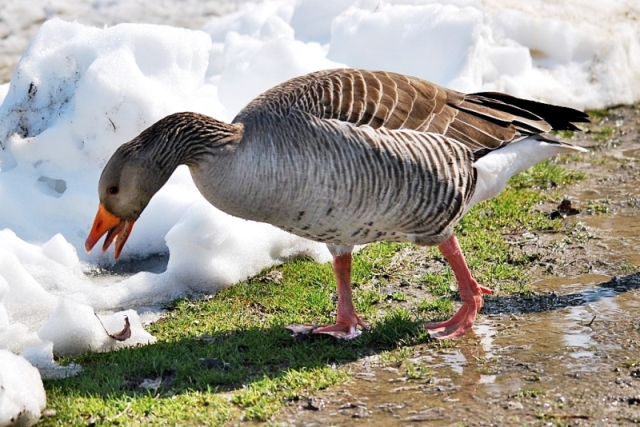 Avifauna humor